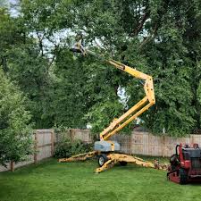 Best Arborist Consultation Services  in Cooper City, FL