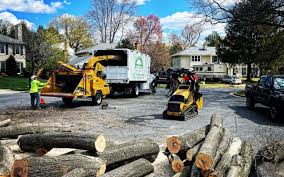 Best Stump Grinding and Removal  in Cooper City, FL