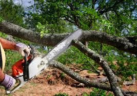 Best Utility Line Clearance  in Cooper City, FL