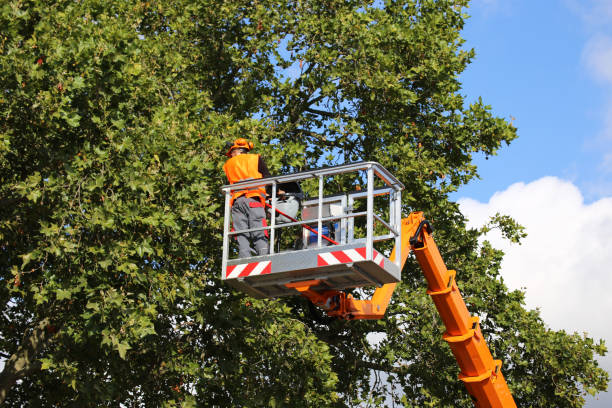 Best Fruit Tree Pruning  in Cooper City, FL