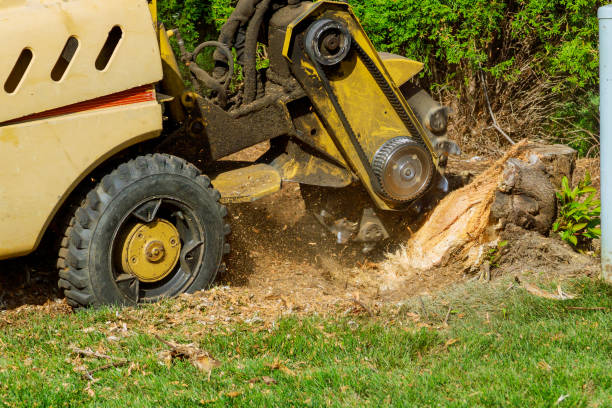  Cooper City, FL Tree Removal Pros