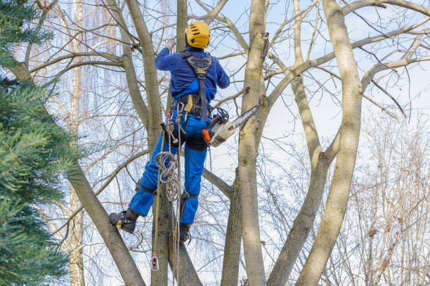 Best Tree Risk Assessment  in Cooper City, FL